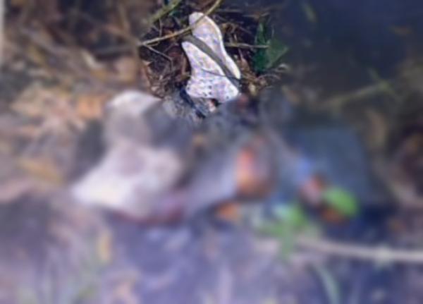 Sinop: Corpo de homem &eacute; achado em mata com m&atilde;os e p&eacute;s amarrados