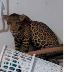 Sorriso &eacute; uma das cidades com mais presen&ccedil;a de animais silvestres no per&iacute;metro urbano