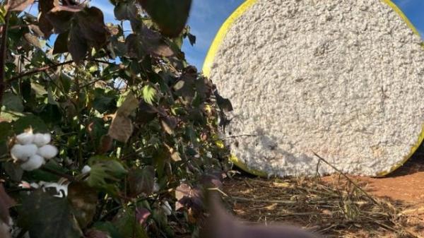 MT: Preocupados com pre&ccedil;os, produtores de algod&atilde;o avan&ccedil;am na colheita