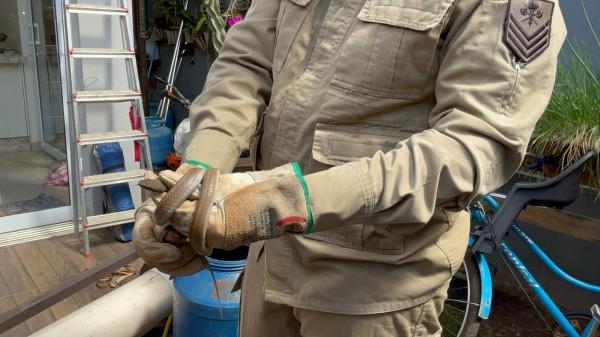 Sorriso: Cobra em quintal causa p&acirc;nico em moradores
