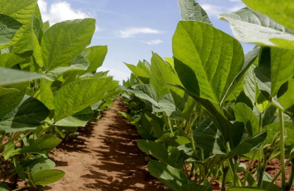 Soja tolerante a veranicos da Embrapa é lançada na Bahia
