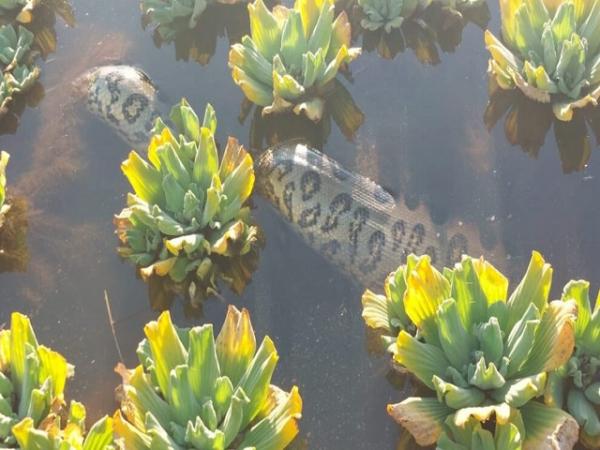 Sorriso: Sucuri com cerca de 3 metros &eacute; flagrada no parque Rota do Sol