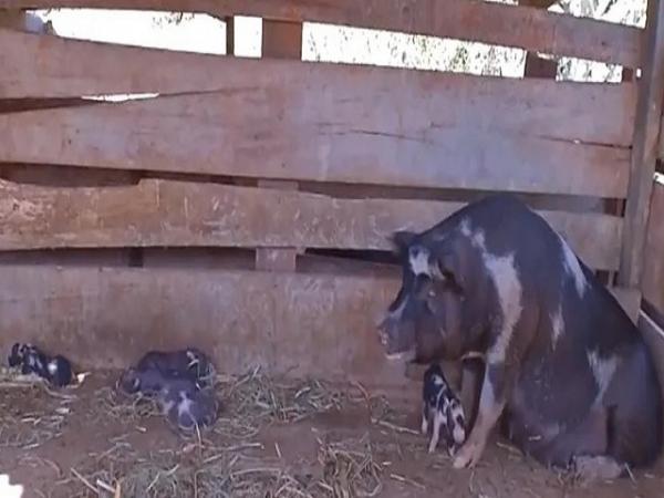 MT: Ninhada de porcos sem olhos e focinhos nascem ap&oacute;s suposto cruzamento entre m&atilde;e e filhote em fazenda