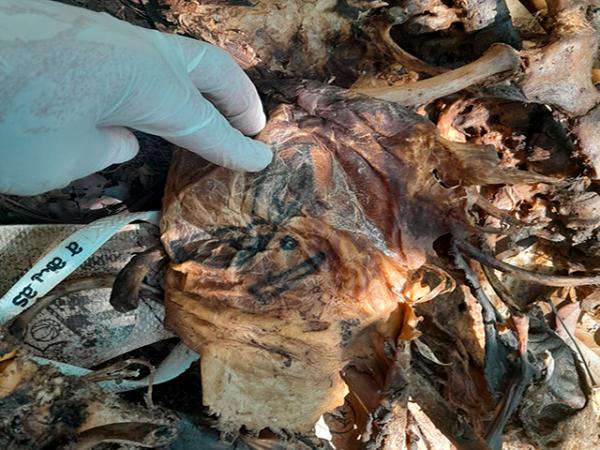 Feliz Natal: Ossada, com tatuagens no bra&ccedil;o, &eacute; encontrada na Estrada Velha Ambr&oacute;sio