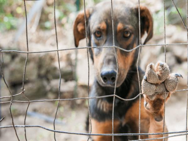 Sorriso: Iago Mella e Diogo Kriguer querem cria&ccedil;&atilde;o de disque-den&uacute;ncia de maus tratos e abandono de animais