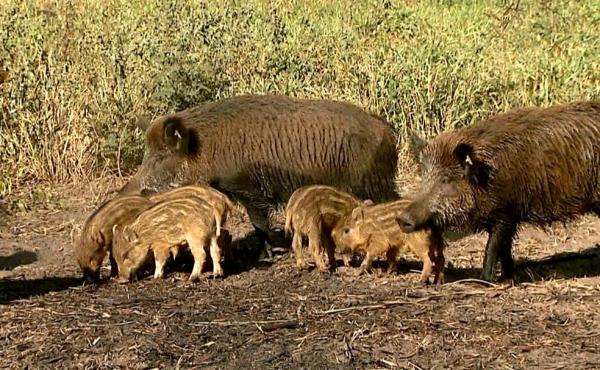 Ibama autoriza o abate de javalis e de javaporcos em todo o país