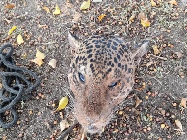 MT: Homem &eacute; preso por arrancar cabe&ccedil;as de on&ccedil;as-pintadas, cozinhar os corpos e dar para os cachorros comerem; Ele foi solto menos de 24 horas depois