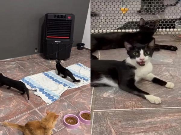 MT: Cães e gatos morrem após registro de mais de 40°C durante onda de calor extremo