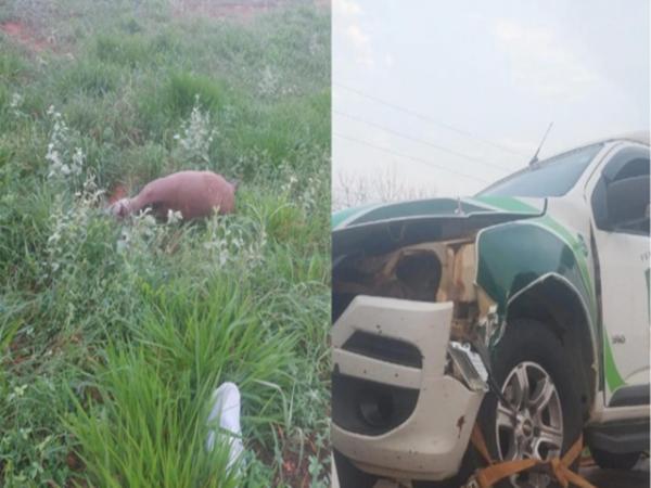 Carro de funer&aacute;ria de Sorriso atropela anta enquanto transportava corpo 