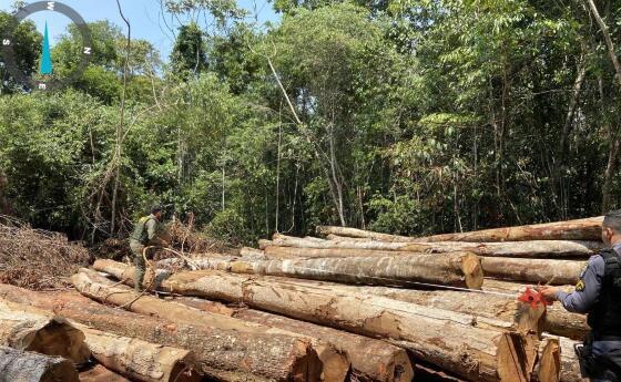 Fiscalização flagra extração ilegal de madeira, fecha acampamento e aplica R$ 1,2 milhão em multas em Nova Ubiratã, Vera e Feliz Natal