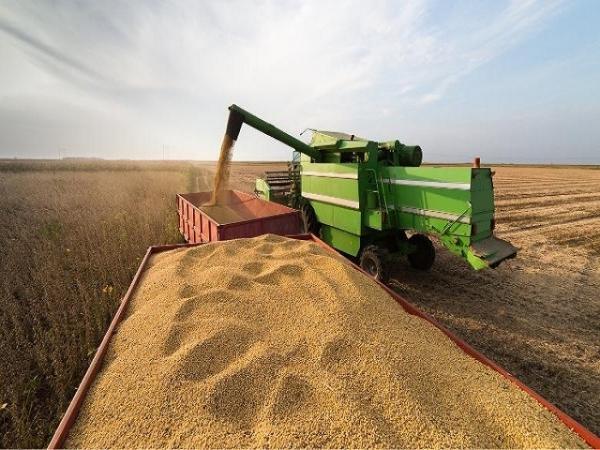 Safra deve encolher para 308 milhões de toneladas no Brasil em 2024