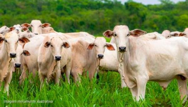 Prazo para retificação de Cadastro Ambiental Rural é prorrogado para 31 de dezembro