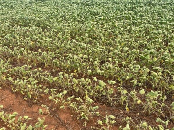 Sorriso: Prefeitura decreta "Situa&ccedil;&atilde;o de Emerg&ecirc;ncia" nas &aacute;reas afetadas pela estiagem