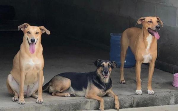 MT: Mulher &eacute; presa ap&oacute;s bater em vizinha que denunciou cachorros soltos na rua