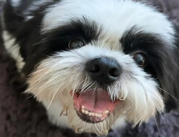 MT: Cachorro morre ap&oacute;s pular do 8&deg; andar de pr&eacute;dio durante queima de fogos na virada