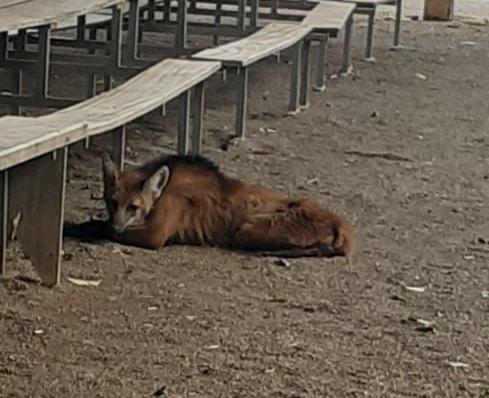 Sorriso: Bombeiros resgatam lobo-guar&aacute; ferido na Comunidade Tropical