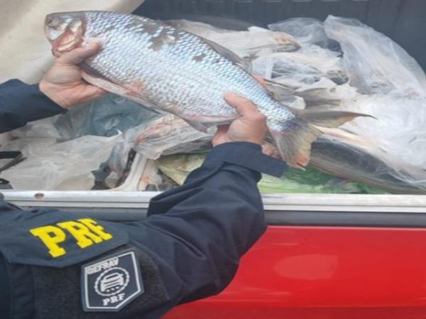 Sorriso: PRF apreende cerca de 100kg de pescado ilegal ap&oacute;s parar ve&iacute;culo que levava crian&ccedil;a sem cadeirinha