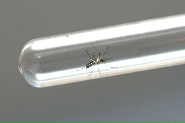 MT: Mais de mil casos de dengue e chikungunya faz cidade decretar situação de emergência 