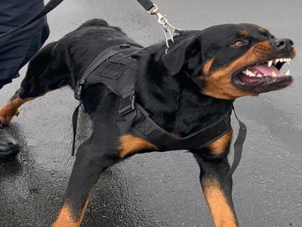 Sorriso: Bandido tenta furtar casa, &eacute; mordido por cachorro da fam&iacute;lia e foge ensanguentado 