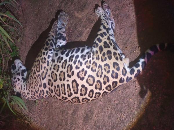 Marcelândia: Onça-pintada atropelada é resgatada na MT-220 e encaminhada para veterinário em Sorriso