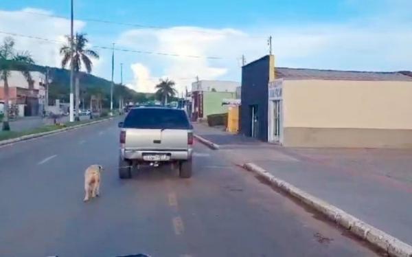 MT: Idoso &eacute; preso ap&oacute;s ser flagrado dirigindo com cachorro amarrado em traseira de caminhonete