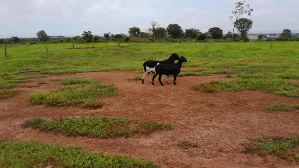 Sorriso: Ovelhas fogem do pasto em ch&aacute;cara, dona fica desesperada e denuncia desaparecimento regi&atilde;o do Celeste