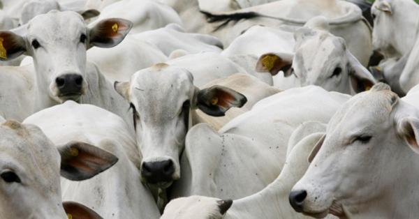 Confinamento aumenta em 11% devido à demanda externa e alta no preço da carne
