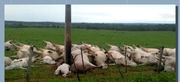 Descarga elétrica mata 40 cabeças de gado em MT 