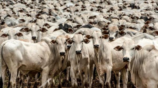 Preço do boi e vaca gorda começa a perde força em Mato Grosso, diz Imea