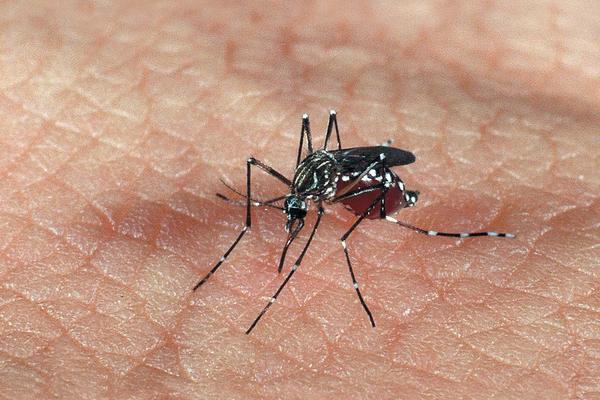 Sorriso confirma 187 casos de dengue em 60 dias; Um é grave