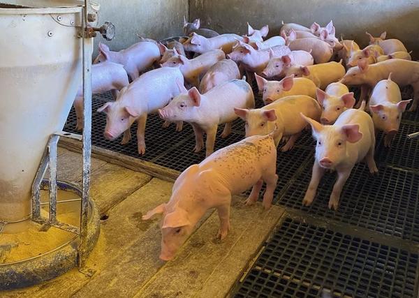 Sorriso: Suinocultores dizem ter prejuízo de R$ 300 por porco vendido e vão doar 1 tonelada de carne em protesto