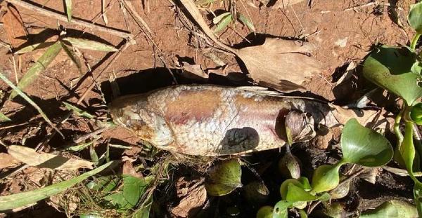 MT: Usina é multada em R$ 5 milhões por morte de peixes no Lago do Manso