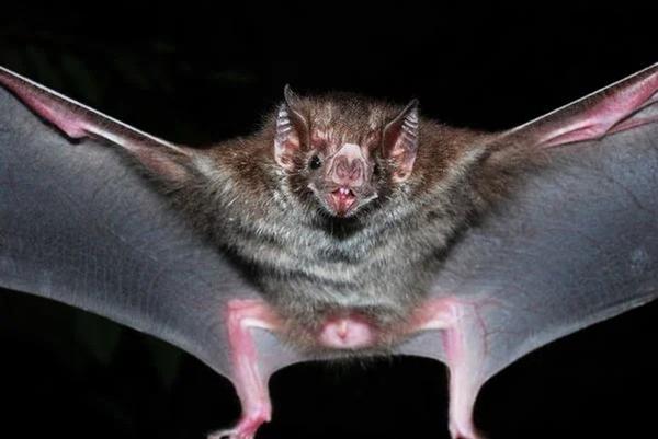 Lucas do Rio Verde: Primeiro caso de raiva em morcego é confirmado pela vigilância sanitária