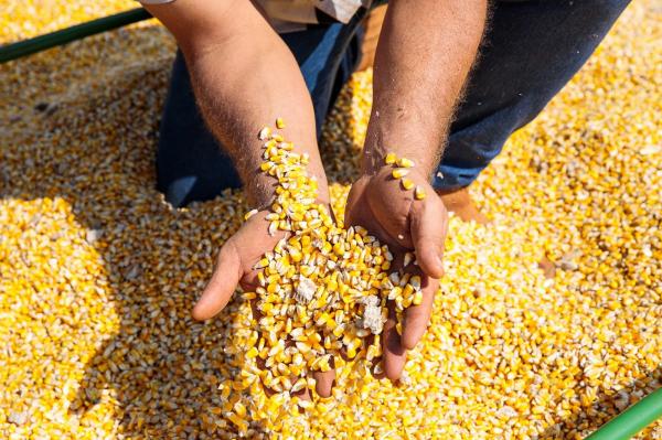 Sorriso lidera produção de milho em MT na safra 2021/2022