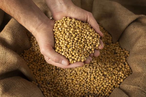 Incerteza sobre valor de comercialização da soja para ano que vem faz produtores frearem compra de fertilizantes