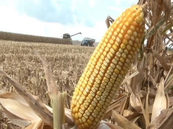Vera: Agricultores relaram frustação com a safra do milho 2022/23