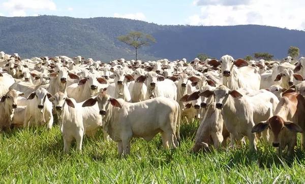 Mato Grosso tem 9,5 vezes mais cabeças de gado do que gente, diz IBGE