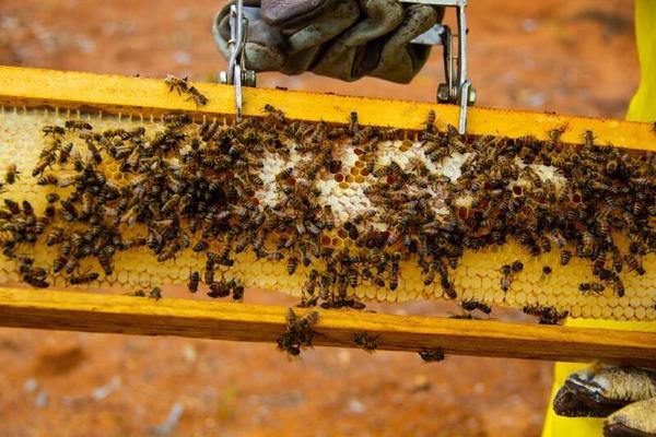 Agricultores familiares usam caixas de abelha construídas por reeducandos do CRS