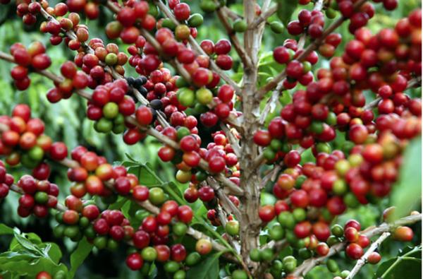Mato Grosso e Goiás aumentam safra de café; Minas deve ter queda
